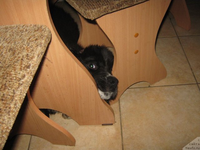 Фото: ньюфаундленд Ivanushka Interneshnl (Иванушка Интернешнл)