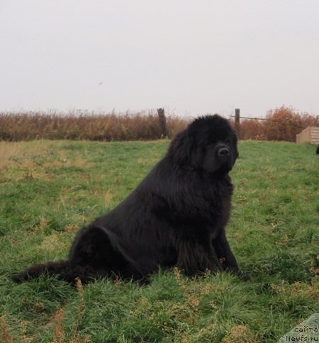 Фото: ньюфаундленд King of Helluland I'm Precious