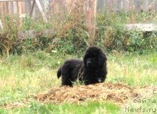 Фото: ньюфаундленд Amulet Grand Prayz (Амулет Гранд Прайз)