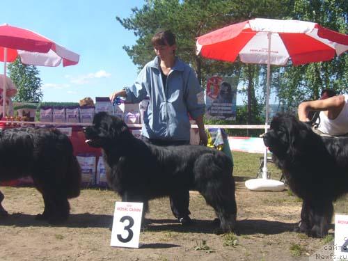 Фото: ньюфаундленд Benc (Бенц)