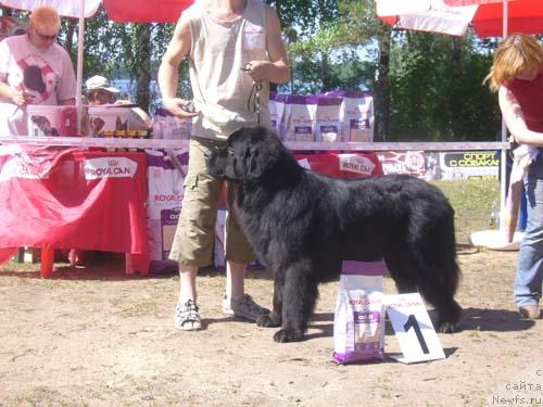 Фото: ньюфаундленд Antey Trevellerintaym (Антей Тревеллеринтайм)
