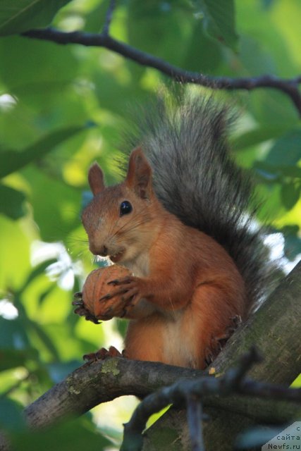 Фотография № 50232