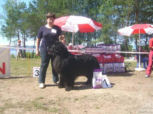 Фото: ньюфаундленд Obush Shed Edisson Nicole (Обуш Шед Эдисон Николь)