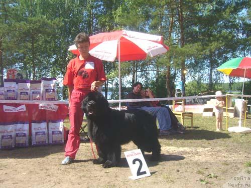 Фото: ньюфаундленд Tsarskiy Roman iz Medvejyego Yara (Царский Роман из Медвежьего Яра)