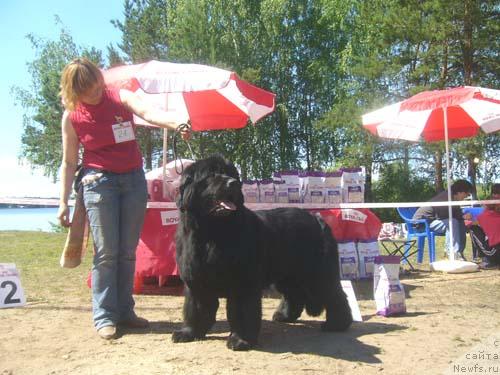 Фото: ньюфаундленд Favorite Nika's iz Medvejyego Yara (Фаворит Никас из Медвежьего Яра)