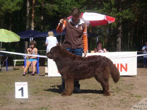 Фото: ньюфаундленд Koka Kola's Immidj Star YEmr Favorit (Кока Кола'с Иммидж Стар Эмр Фаворит)