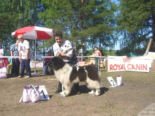 Фото: ньюфаундленд Daanich Shahmatny Oskar (Даанич Шахматный Оскар)