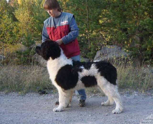 Фото: ньюфаундленд Super Premium Zhodo Ferolli (Супер Премиум Жодо Феролли)