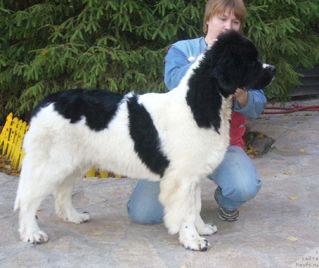 Фото: ньюфаундленд Super Premium Zheneva (Супер Премиум Женева)