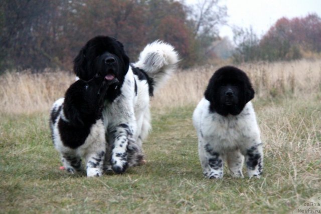 Фото: ньюфаундленд Super Bizon Argo (Супер Бизон Арго), ньюфаундленд Akvian Song Zes Trib'yut tu Feshen (Аквиан Сонг Зес Трибьют ту Фешен), ньюфаундленд Akvian Song Zippi Panda (Аквиан Сонг Зиппи Панда)