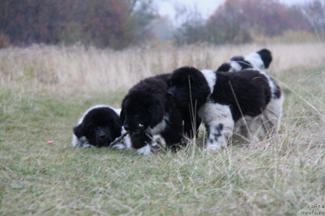 Фото: ньюфаундленд Akvian Song Zippi Panda (Аквиан Сонг Зиппи Панда), ньюфаундленд Ikona Stilya (Икона Стиля), ньюфаундленд Akvian Song Zes Trib'yut tu Feshen (Аквиан Сонг Зес Трибьют ту Фешен)