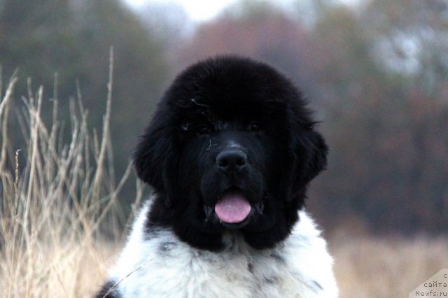 Фото: ньюфаундленд Akvian Song Zippi Panda (Аквиан Сонг Зиппи Панда)