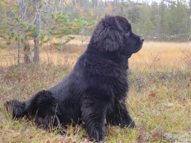 Фото: ньюфаундленд Uyutnaya Dolina Arnfrid Feodor (Уютная Долина Арнфрид Феодор), ньюфаундленд Uyutnaya Dolina Arnfrid Feodor (Уютная Долина Арнфрид Феодор)