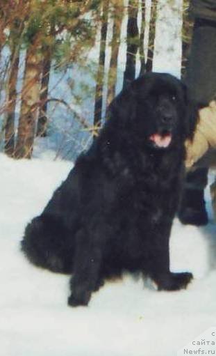 Фото: ньюфаундленд Dyessi Myervil' (Дэсси Мэрвиль)