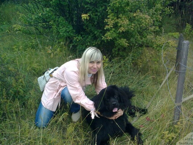 Фото: ньюфаундленд Hit Sezona ot Sibirskogo Medvedya (Хит Сезона от Сибирского Медведя), YUliya Ivanova (Юлия Иванова)