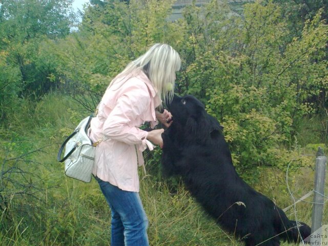 Фото: ньюфаундленд Hit Sezona ot Sibirskogo Medvedya (Хит Сезона от Сибирского Медведя), YUliya Ivanova (Юлия Иванова)