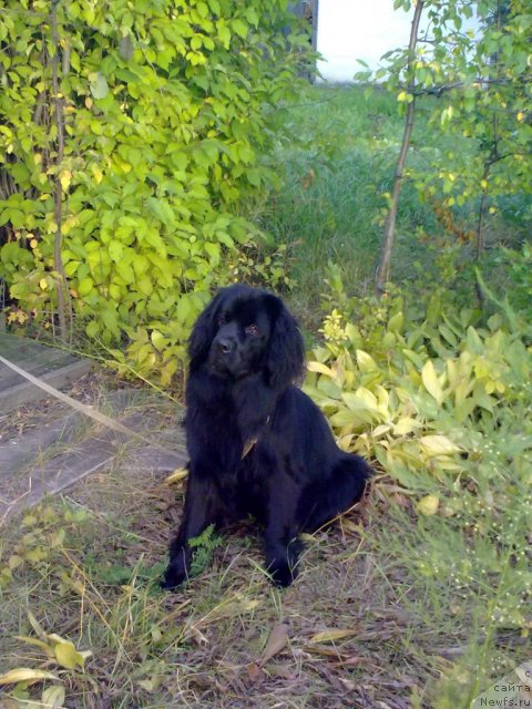 Фото: ньюфаундленд Hit Sezona ot Sibirskogo Medvedya (Хит Сезона от Сибирского Медведя)