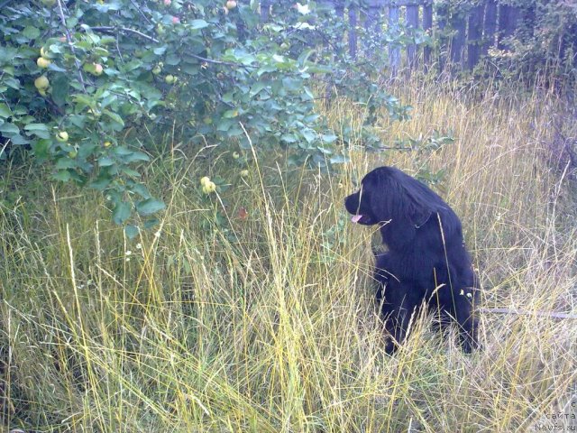 Фото: ньюфаундленд Hit Sezona ot Sibirskogo Medvedya (Хит Сезона от Сибирского Медведя)