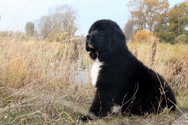 Фото: ньюфаундленд Ikona Stilya (Икона Стиля)