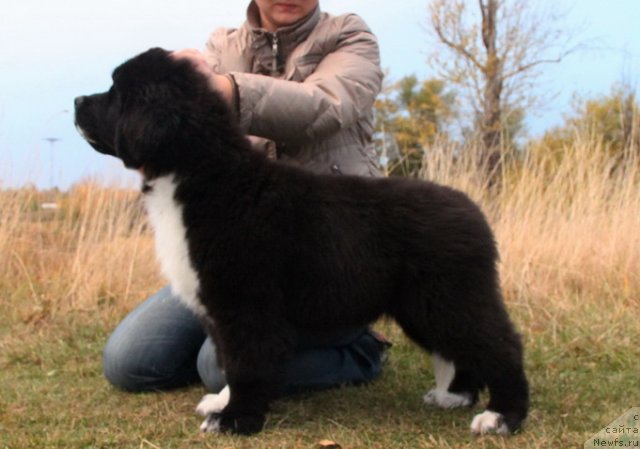 Фото: ньюфаундленд Ikona Stilya (Икона Стиля)