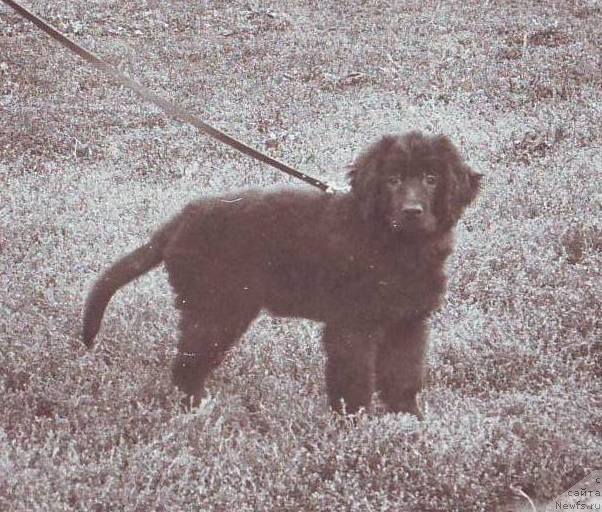 Фото: ньюфаундленд Hent-Berta-Mauyer-Jul'yan (Хент-Берта-Мауэр-Жульян)