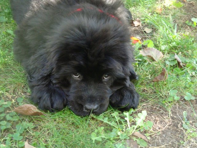 Фото: ньюфаундленд Ih Visochestvo Gloria Airis (Их Высочество Глория Айрис)