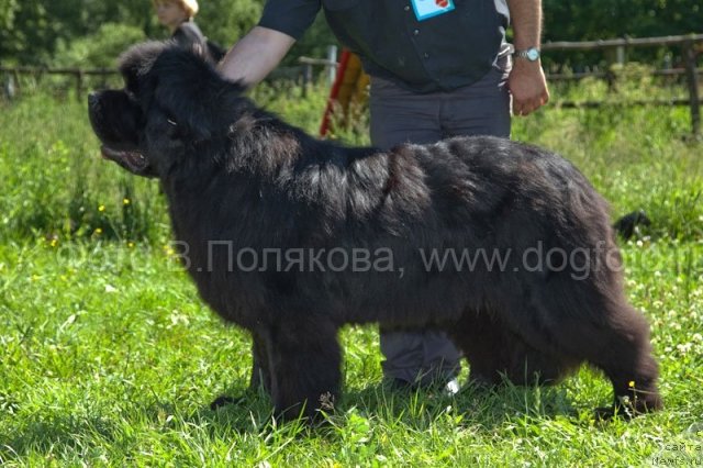 Фото: ньюфаундленд Smigar Nansen Neustrashimy (Смигар Нансен Неустрашимый)