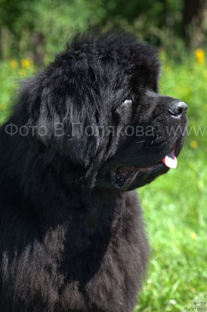 Фото: ньюфаундленд Smigar Nansen Neustrashimy (Смигар Нансен Неустрашимый)