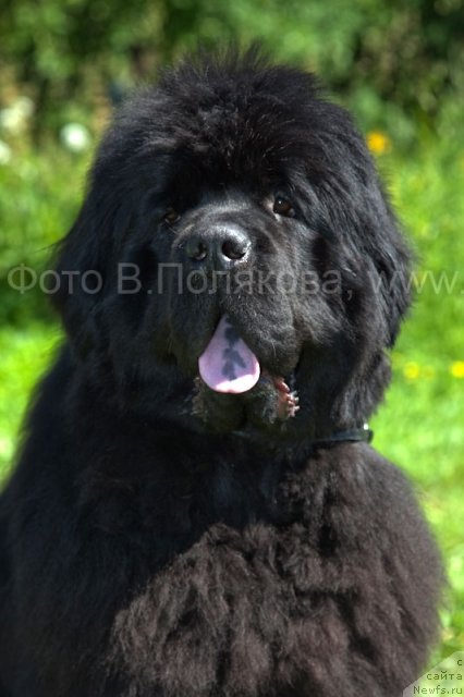 Фото: ньюфаундленд Smigar Nansen Neustrashimy (Смигар Нансен Неустрашимый)