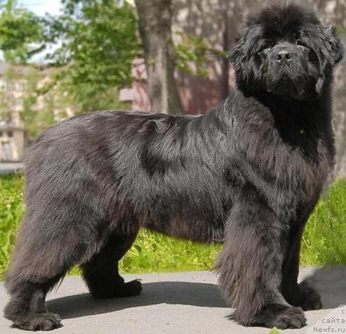 Фото: ньюфаундленд Smigar Nimfeya Neotrazimaya (Смигар Нимфея Неотразимая)