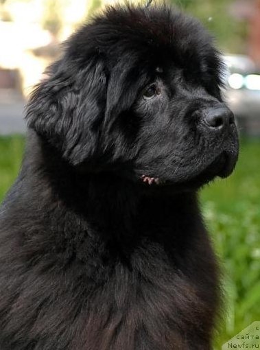 Фото: ньюфаундленд Smigar Nimfeya Neotrazimaya (Смигар Нимфея Неотразимая)