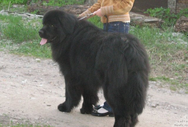 Фото: ньюфаундленд Zhguchiy Bryunet Mister Newf (Жгучий Брюнет Мистер Ньюф)