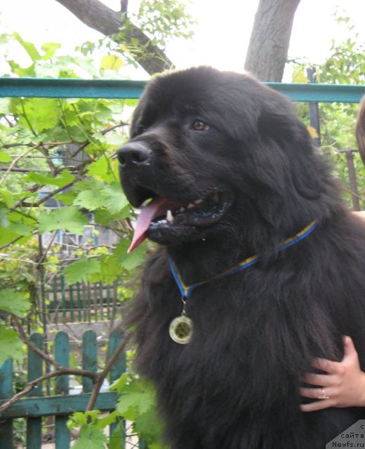 Фото: ньюфаундленд Zhguchiy Bryunet Mister Newf (Жгучий Брюнет Мистер Ньюф)