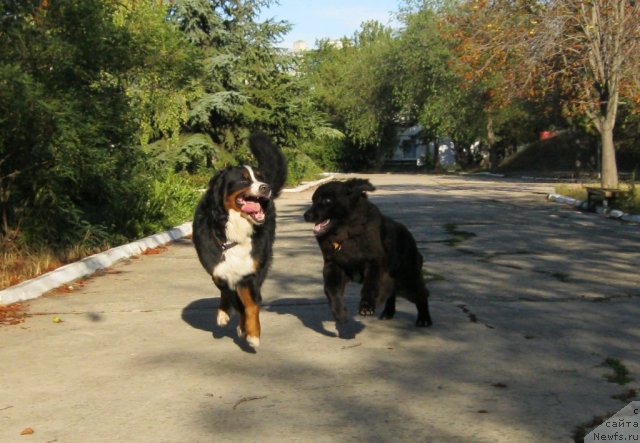 Фото: ньюфаундленд YUnona (Юнона)