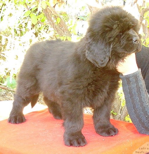 Фото: ньюфаундленд Ih Visochestvo Gloria Airis (Их Высочество Глория Айрис)