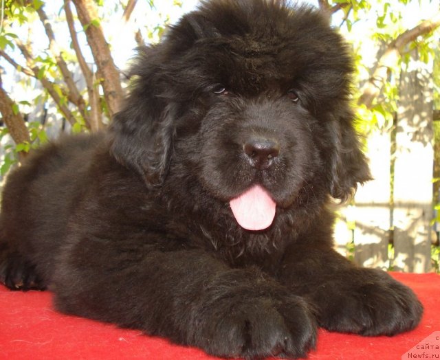 Фото: ньюфаундленд Ih Visochestvo Gloria Airis (Их Высочество Глория Айрис)