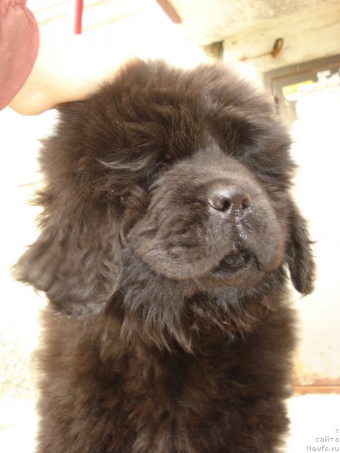 Фото: ньюфаундленд Ih Visochestvo Gloria Airis (Их Высочество Глория Айрис)