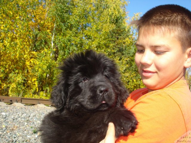 Фото: ньюфаундленд Ih Visochestvo Gloria Airis (Их Высочество Глория Айрис)