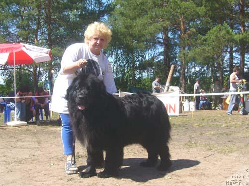 Фото: ньюфаундленд N'yumast Sofiya dlya Madam Gabo (Ньюмаст София для Мадам Габо)