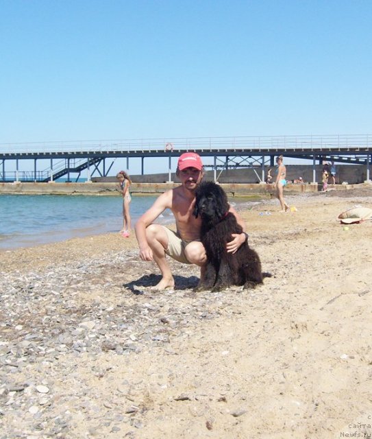 Фото: Александр Акулин, ньюфаундленд Beguschaya po Volnam Harizma (Бегущая по Волнам Харизма)