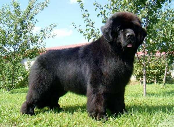 Фото: ньюфаундленд Volat Vialiki Miadzvedz (Волат Вялiкi Мядзведзь)