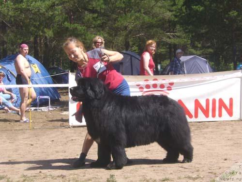 Фото: ньюфаундленд Nijumast Nicole (Ньюмаст Николь)