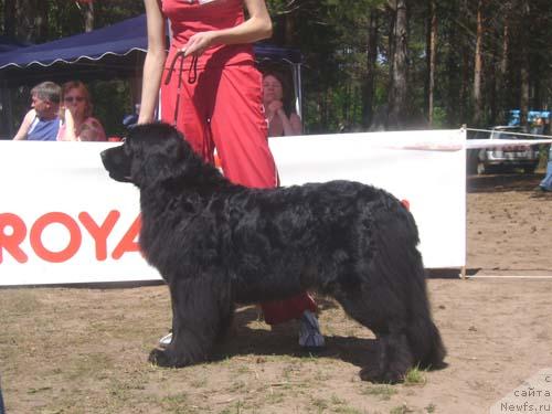Фото: ньюфаундленд Vindzorskaya Prokaznica Lava (Виндзорская Проказница Лава)