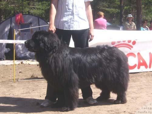 Фото: ньюфаундленд Obush SHed CHarleya (Обуш Шед Чарлея)