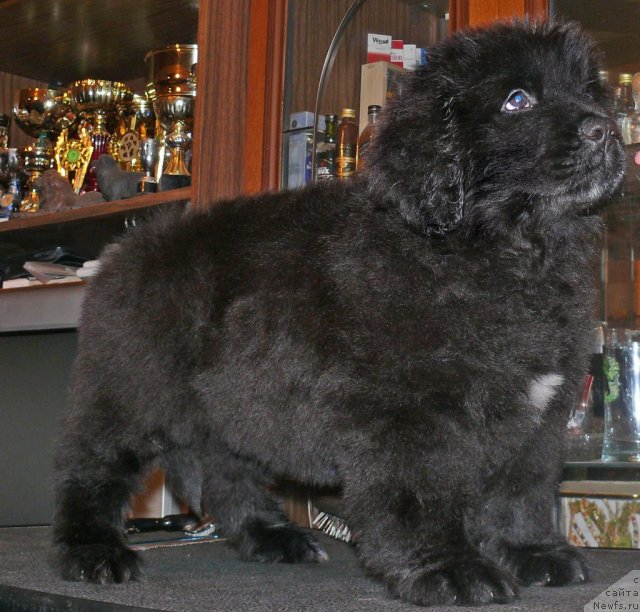 Фото: ньюфаундленд Donats Prayd Anjyel in ye Flyesh (Донатс Прайд Анжэл ин э Флэш)