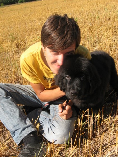 Фото: ньюфаундленд Cvetok Lotosa FraBella iz Arkaima (Цветок Лотоса ФраБелла из Аркаима), Anton Dobryin' (Антон Добрынь)