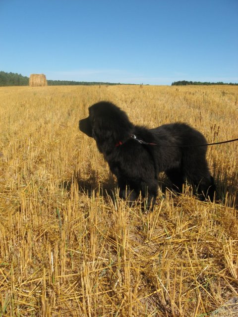 Фото: ньюфаундленд Cvetok Lotosa FraBella iz Arkaima (Цветок Лотоса ФраБелла из Аркаима)