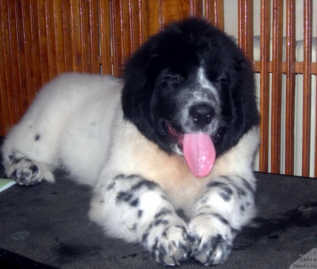 Фото: ньюфаундленд Akvian Song Zefir (Аквиан Сонг Зефир)