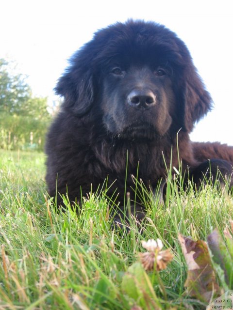 Фото: ньюфаундленд Cvetok Lotosa FraBella iz Arkaima (Цветок Лотоса ФраБелла из Аркаима)