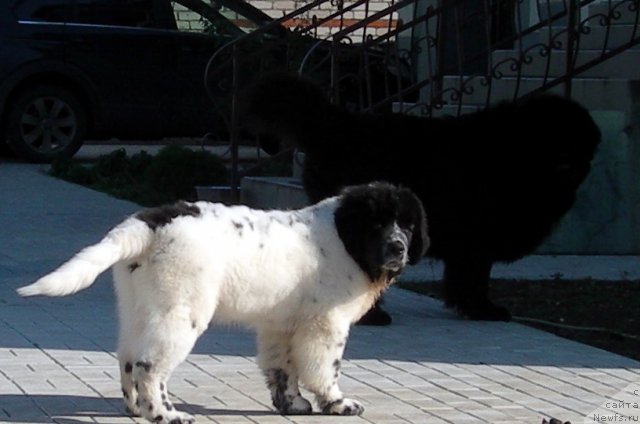 Фото: ньюфаундленд Akvian Song Zefir (Аквиан Сонг Зефир), ньюфаундленд Vein Vest